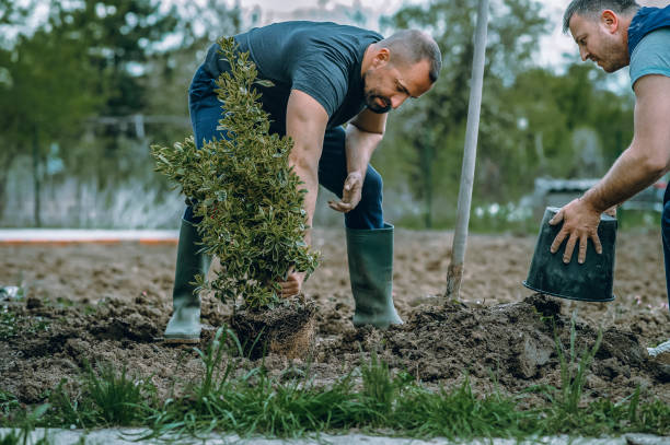 Montegut, LA Tree Removal Company