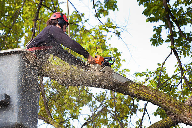 How Our Tree Care Process Works  in  Montegut, LA